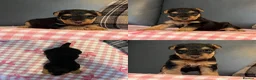 Welsh Terrier dogs for sale: STUNNING WELSH TERRIER PUPPIES AVAILABLE  - Advert 15