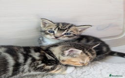 Bengal cats for sale: 4 Cute Tabby Kittens  - Image 13