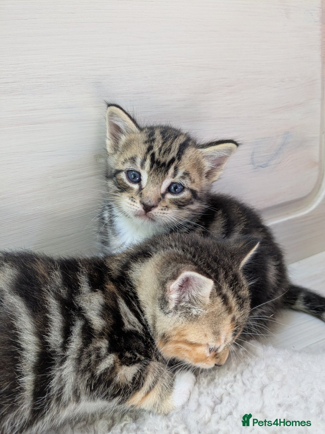 Bengal cats for sale: 4 Cute Tabby Kittens  - Image 13