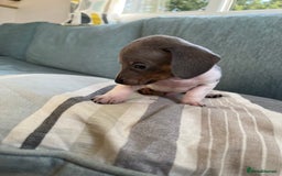 Miniature Dachshund dogs for sale: Micro mini dachshund  - Image 3