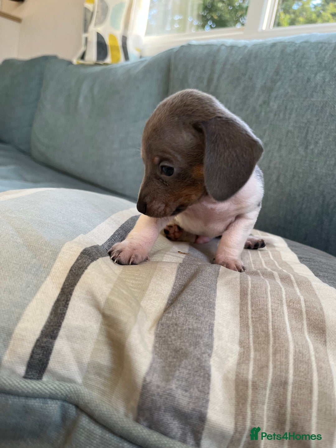 Miniature Dachshund dogs for sale: Micro mini dachshund  - Image 3