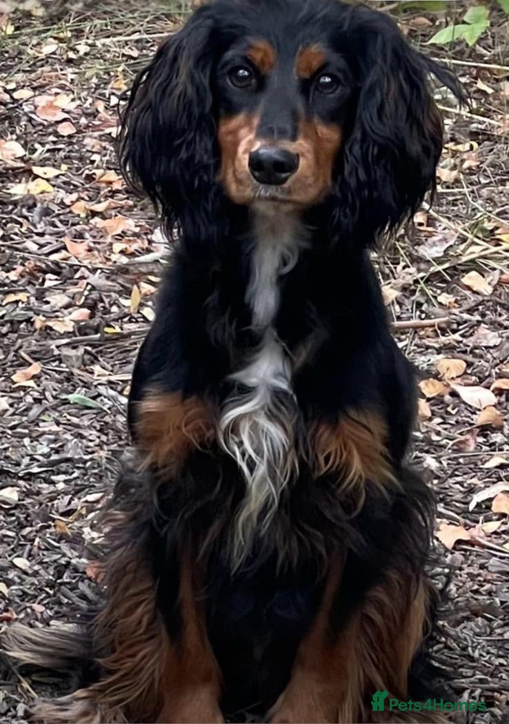 Cocker Spaniel dogs KC Registered Cocker Spaniel Puppies - Advert 2