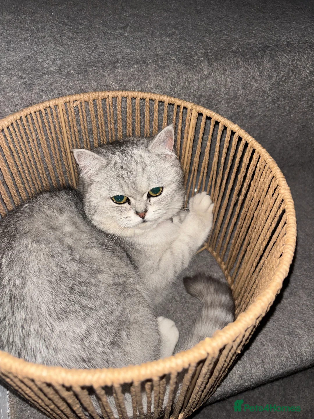 Persian cats for sale: Chinchilla Persian - Advert 1