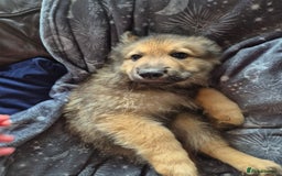 German Shepherd dogs for sale: German Shepard Puppy's 9 weeks  - Image 7
