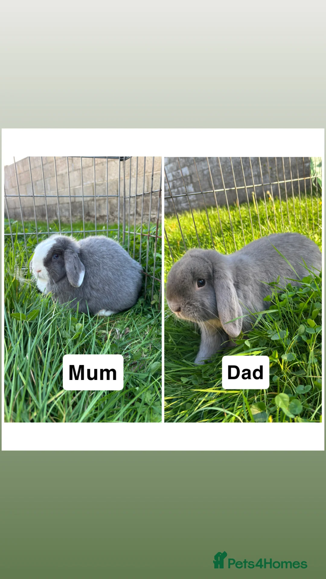 Mini Lop rabbits for sale: Adorable Mini Lop Babies - Advert 2