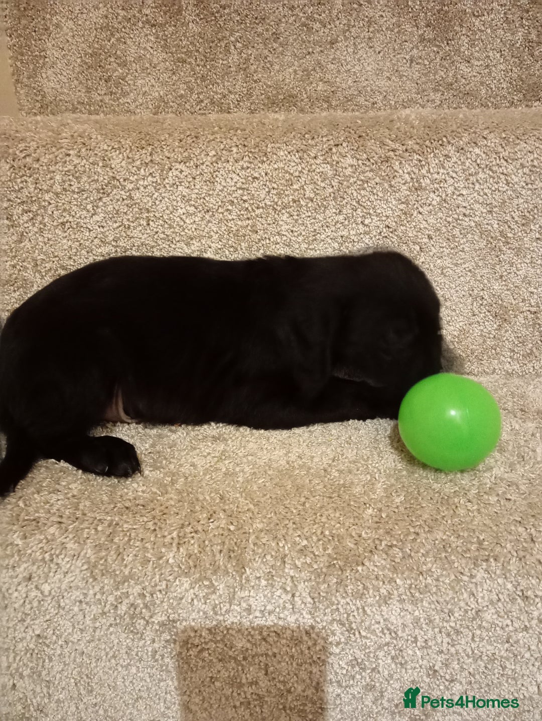 Mixed Breed dogs for sale: Cockapoo cross puppies - Advert 9