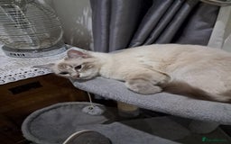 Ragdoll cats for sale: Active GCCF Queen Ragdoll - Image 2