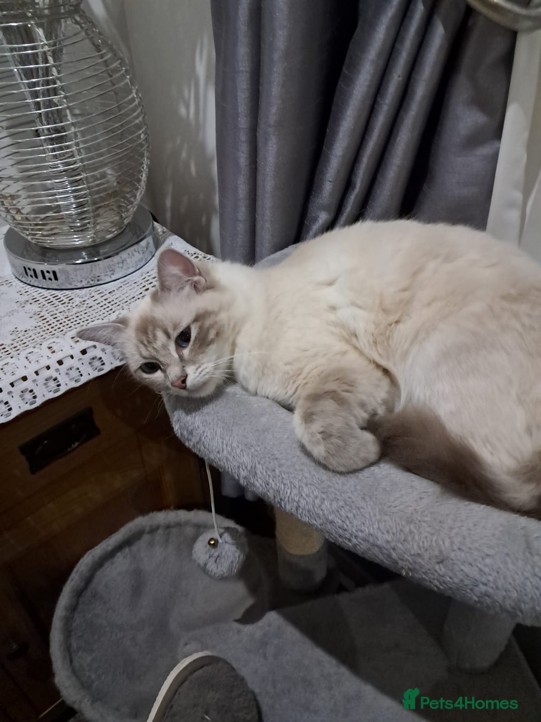 Ragdoll cats for sale: Active GCCF Queen Ragdoll - Image 2