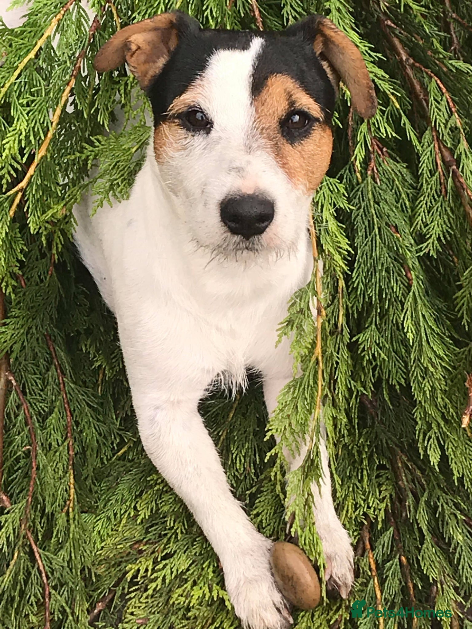 Jack Russell dogs for sale: Jack Russell Bruce in need of rehoming  - Advert 2