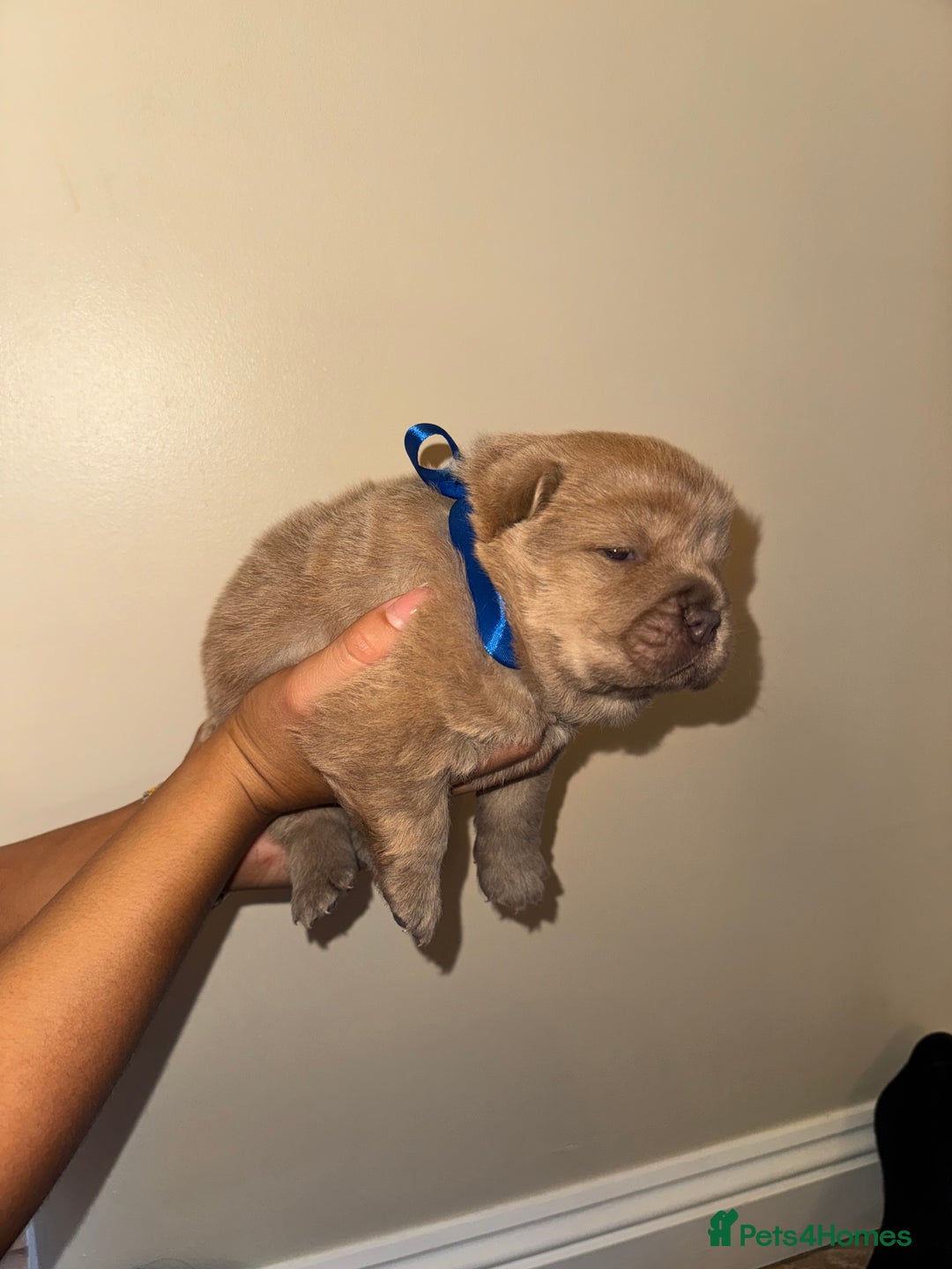 Chow Chow dogs for sale: Stunning kc reg puppies  - Advert 34