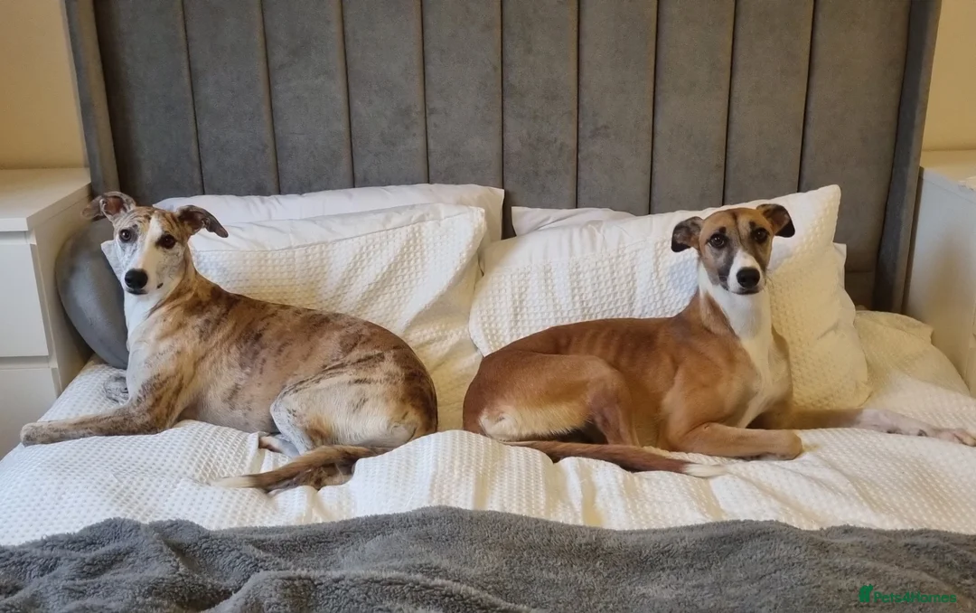 Mixed Breed dogs for sale: 2x female Whippet X Collie - Advert 3