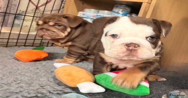 English Bulldog dogs - Advert 2