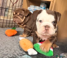 English Bulldog dogs - Advert 2