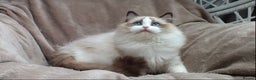 Ragdoll cats for sale: 2 RAGDOLL KITTENS TO GO TOGETHER CHAMPION IMP BL - Advert 23