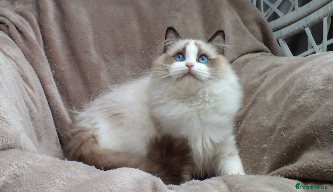 Ragdoll cats for sale: 2 RAGDOLL KITTENS TO GO TOGETHER CHAMPION IMP BL - Advert 23