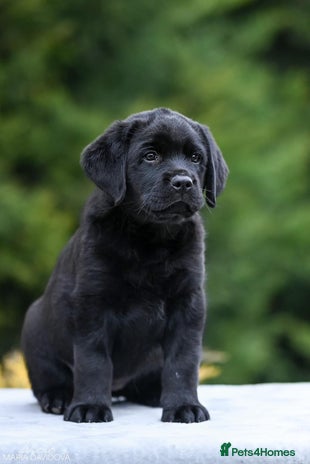 Buy pure black labrador puppies for sale Outlet