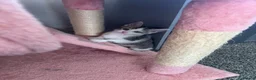 Mixed Breed cats for sale: 10 beautiful kittens in Birmingham - Advert 8