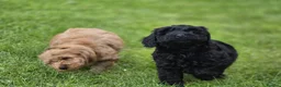 Cockapoo dogs for sale: Cockapoo Pups - Fully Health Tested and vaccinated in Wigton - Advert 5