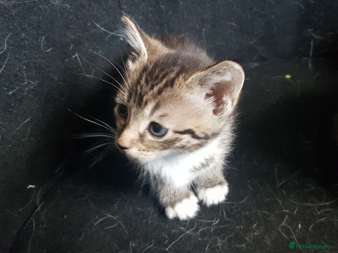 Mixed Breed cats for sale: 3 beautiful female kittens  - Image 9