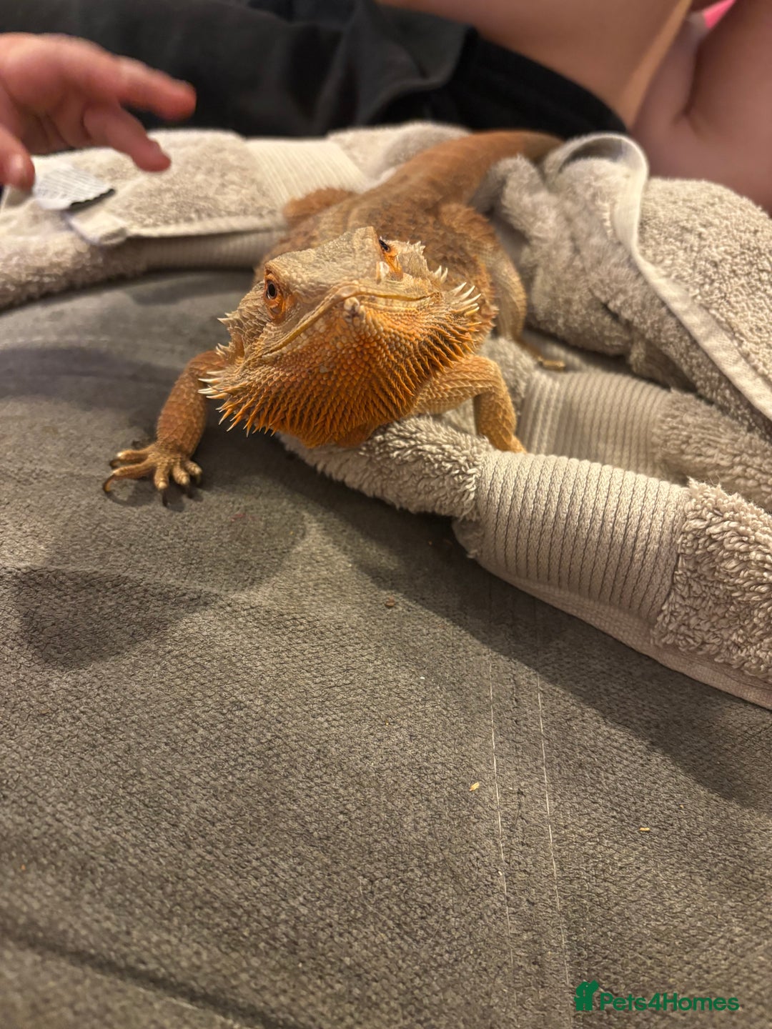 Gecko reptiles for sale: Pinstripe harleyquin crested geckos and Bearded - Image 8