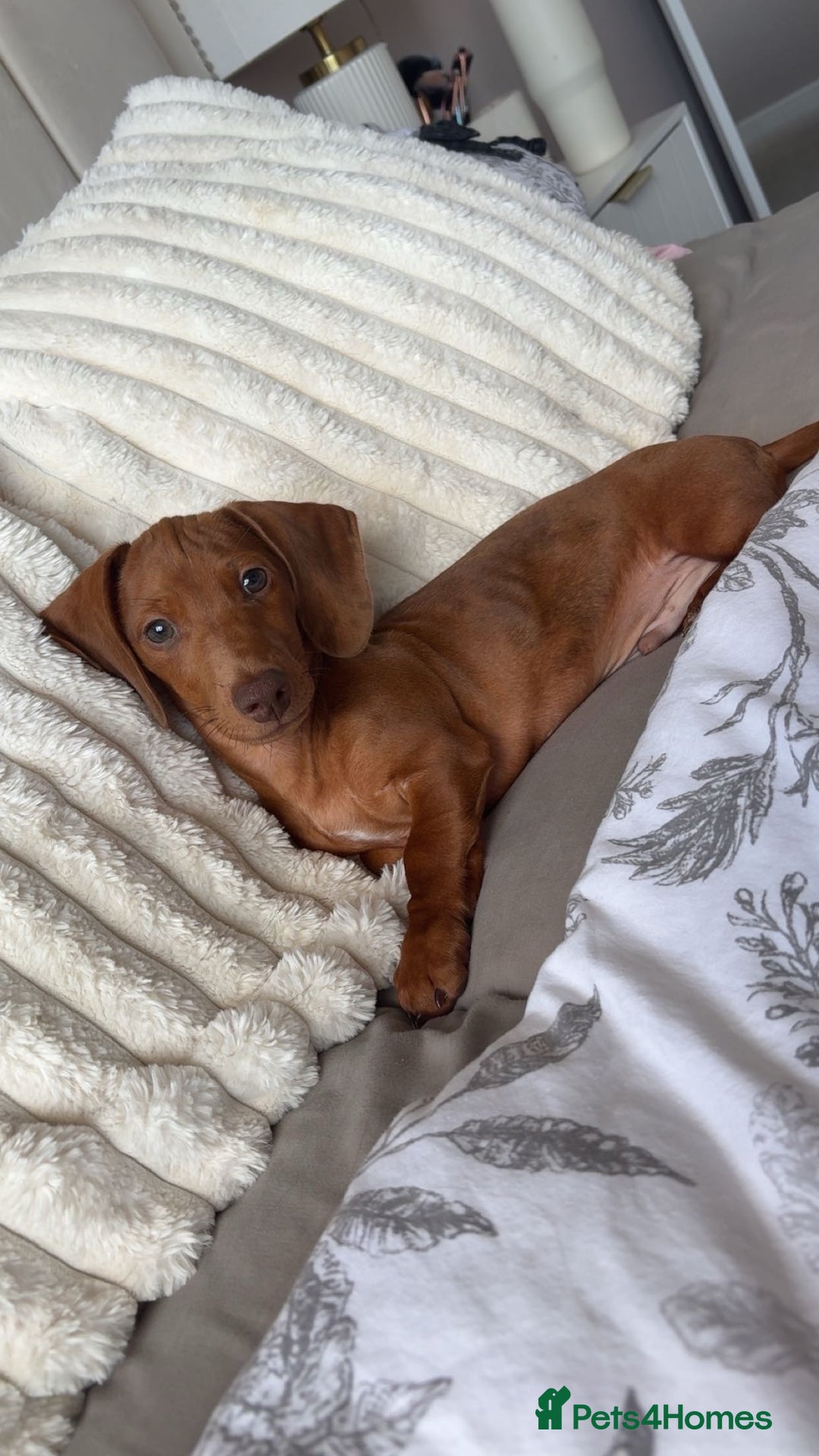 Dachshund dogs for sale: Miniature Dashound - Image 2