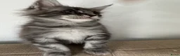 Maine Coon cats for sale: Tica Registered 5 Russian Mainecoon   - Advert 14