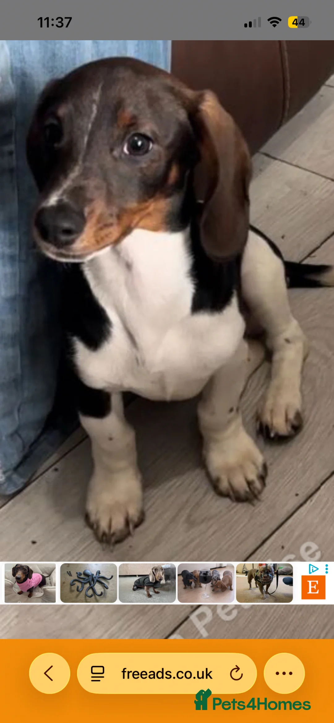 Mixed Breed dogs for sale: Dachshund cross cavalier  in Bromsgrove - Advert 4