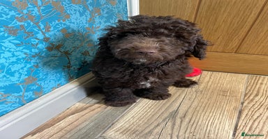 Labradoodle dogs in Chard - Advert 2