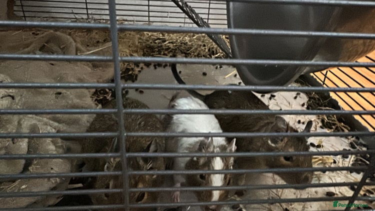 Degus rodents - Advert 1