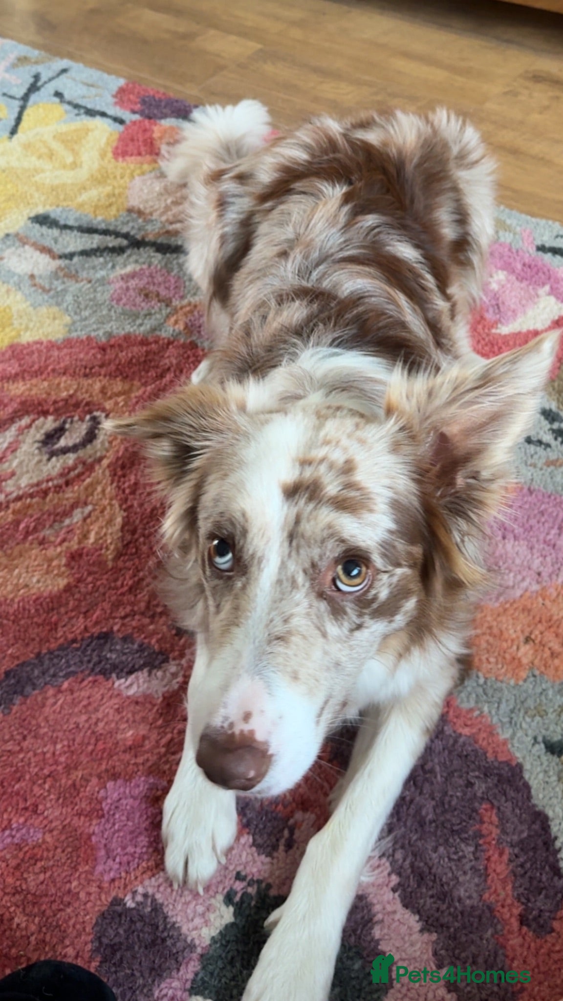 Border Collie dogs Red merle border collie - Advert 5