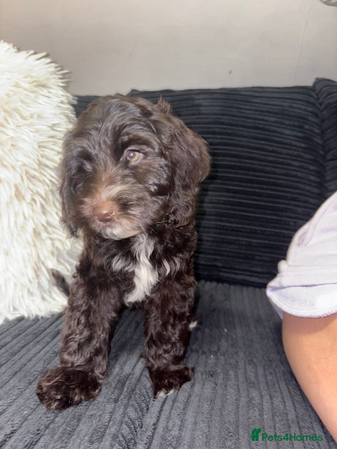 Cockapoo dogs for sale: 1 female cockapoo left from the litter  - Advert 2