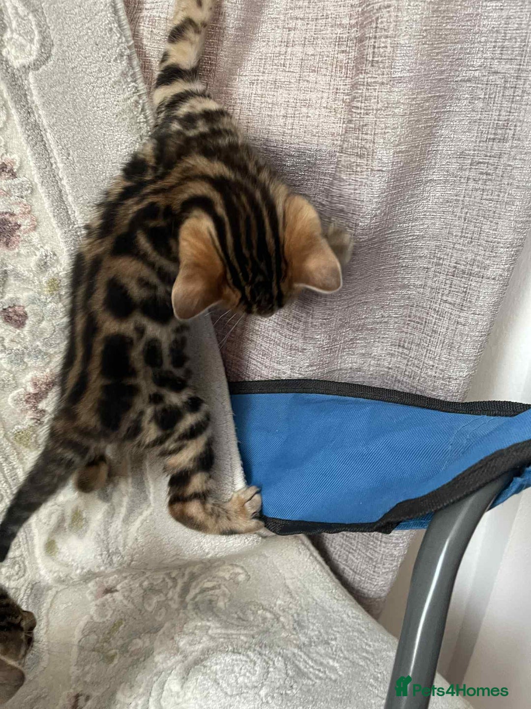 Bengal cats for sale: Bengal  - Image 15