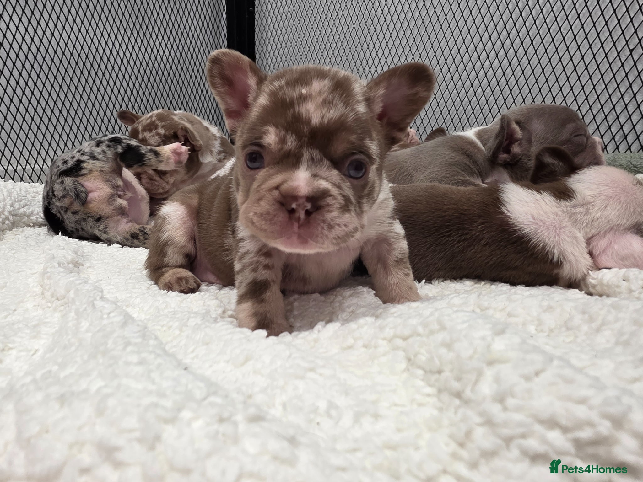 French Bulldog dogs Open for offer FRENCH BULLDOG  - Advert 11