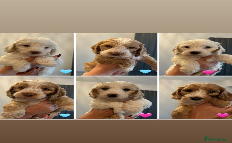 Cockapoo dogs - Advert 8
