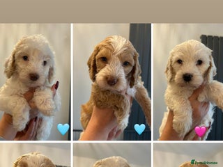Cockapoo dogs - Advert 24