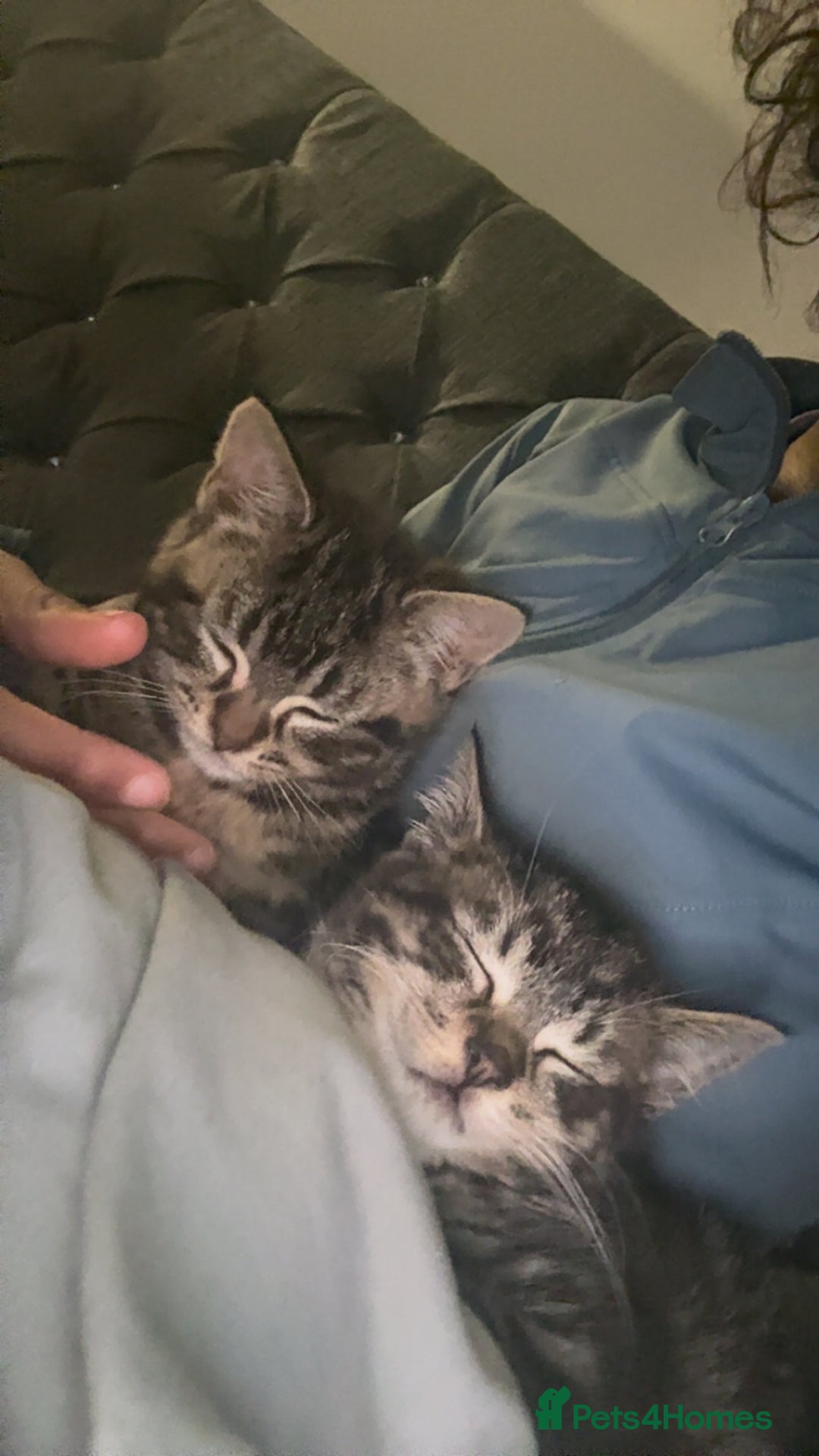 Mixed Breed cats for sale: Adorable 3 month old kittens  - Advert 7