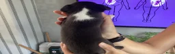 Boston Terrier dogs for sale: 5 BEAUTIFUL BOSTON TERRIER PUPPIES  - Advert 24