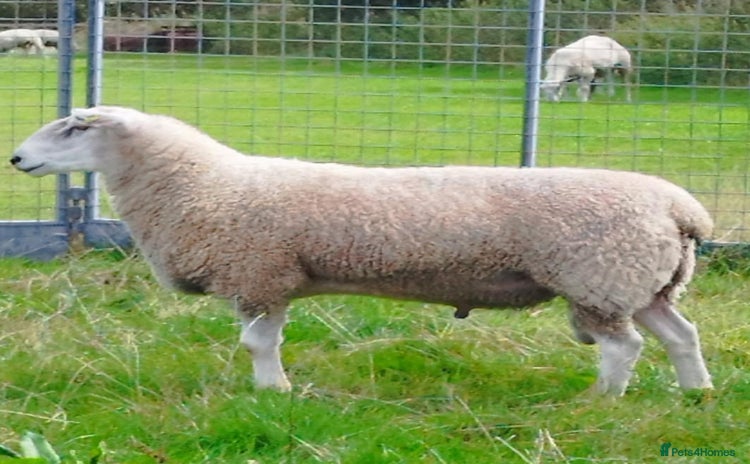 Sheep livestock - Advert 1