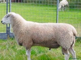 Sheep livestock - Advert 25