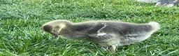 Geese poultry for sale: 2 Goslings - Advert 5