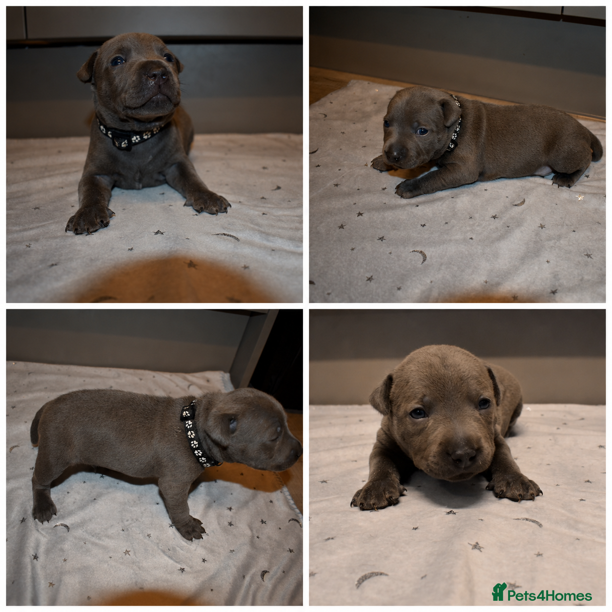 Staffordshire Bull Terrier dogs KC Staffordshire bull terrier pups  - Advert 2