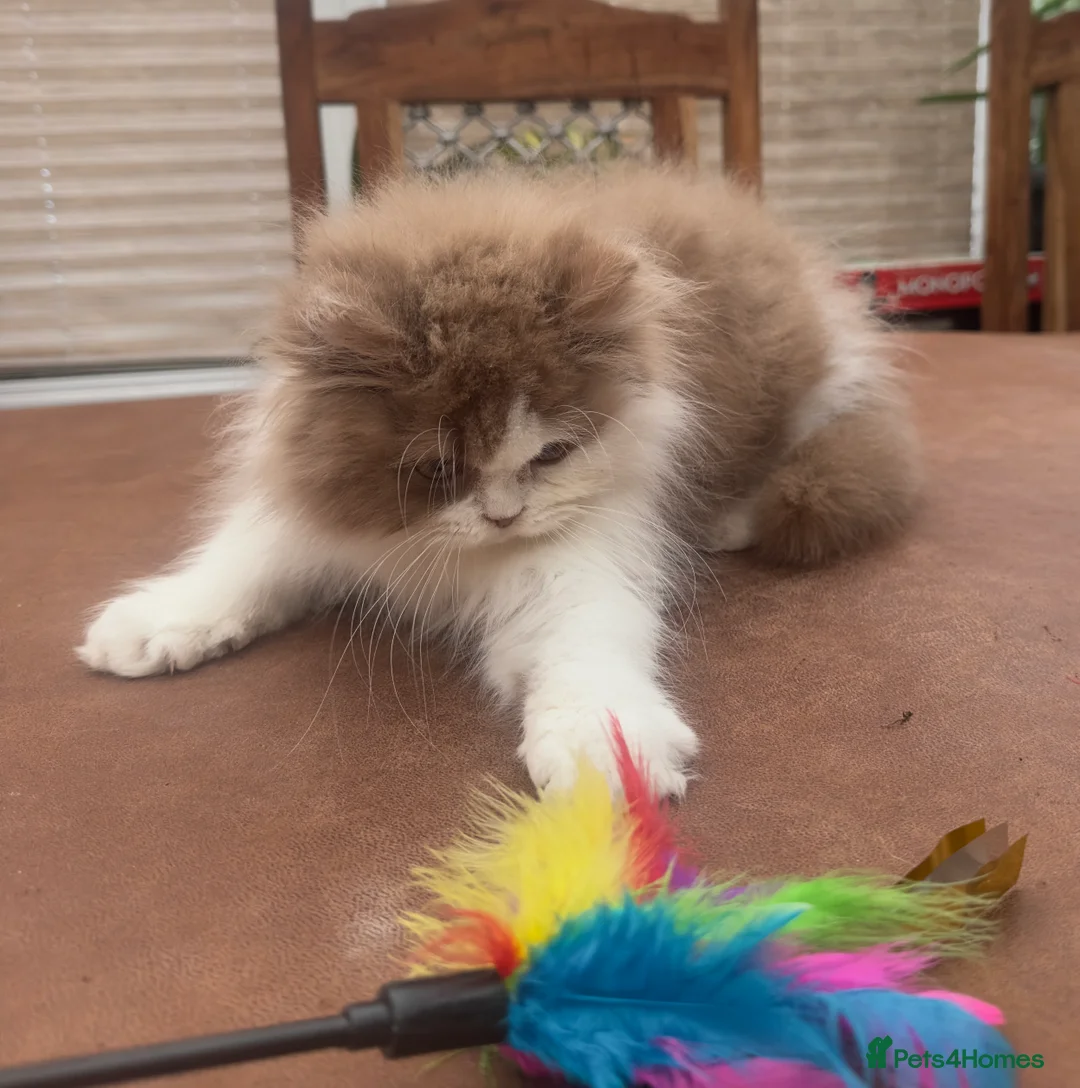 British Longhair cats for sale: British Boys - Advert 8