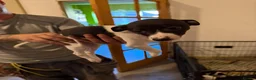 Whippet dogs for sale: 4 girls 1 boy whippet puppies  in Saltburn-by-the-Sea - Advert 9