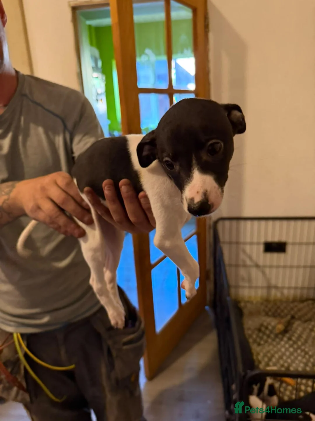 Whippet dogs for sale: 4 girls 1 boy whippet puppies  in Saltburn-by-the-Sea - Advert 9