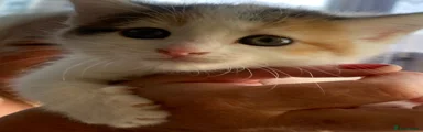 British Shorthair 1