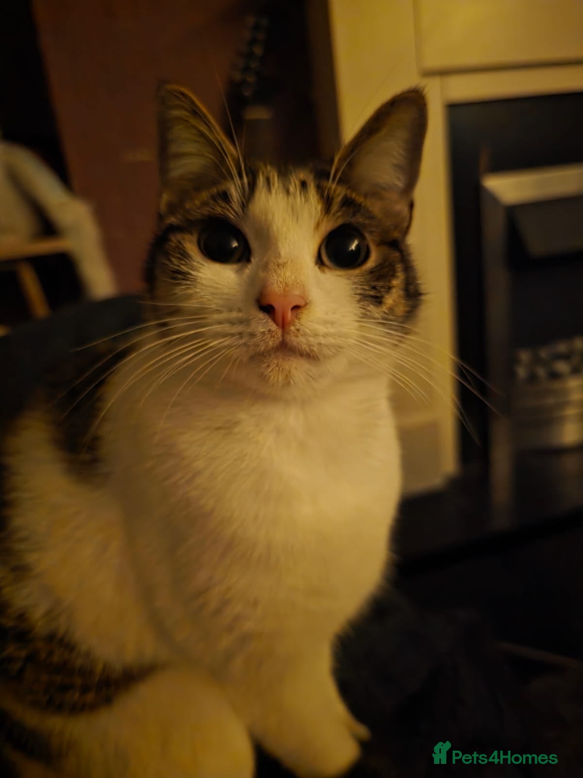 Mixed Breed cats Three kittens for adoption  - Advert 9