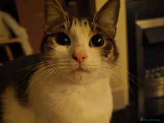 Mixed Breed cats Three kittens for adoption - Advert 9