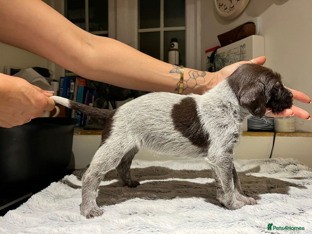 German Wirehaired Pointer dogs for sale: German Wirehaired Pointer pups - ready soon! - Advert 12