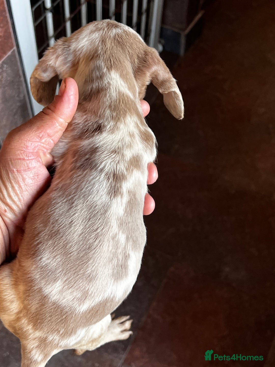 Miniature Dachshund dogs for sale: Miniature dachshund  - Image 17