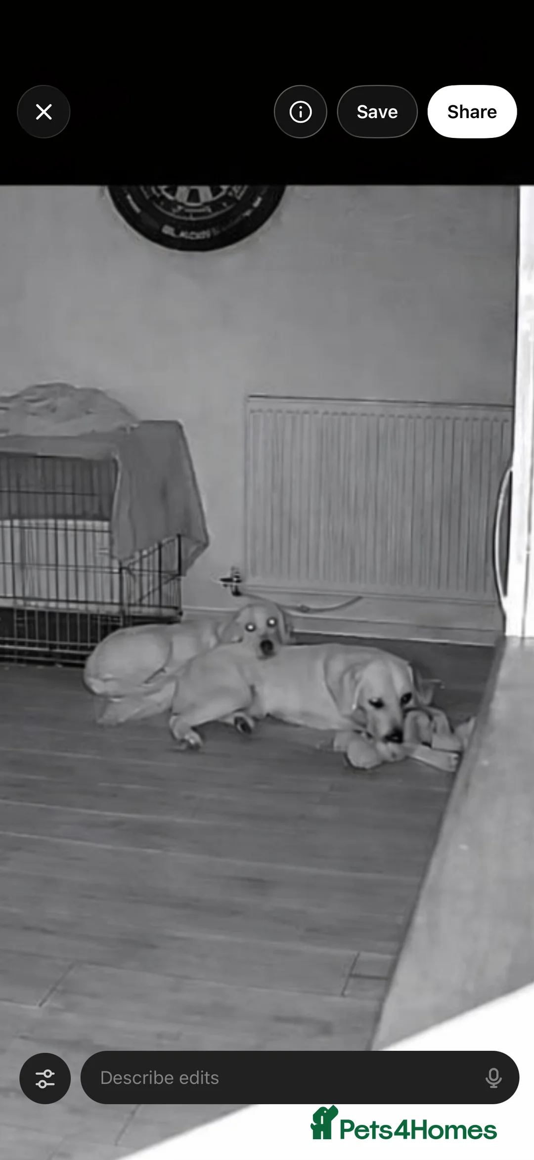 Golden Retriever dogs for sale: 2 Male golden retrievers for rehoming - Advert 26